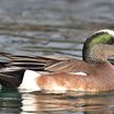 American Wigeon